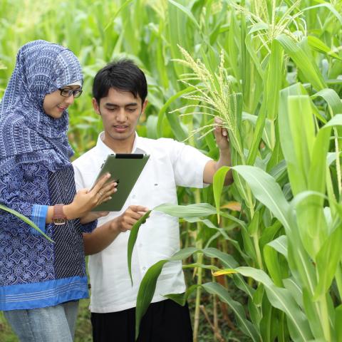 PENGARUH PUPUK ORGANIK LIMBAH KULIT KOPI TERHADAP PERTUMBUHAN DAN HASIL BAWANG MERAH
