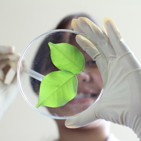 KAJIAN UNSUR HARA TERANGKUT PADA BUDIDAYA WORTEL ORGANIK DAN KONVENSIONAL