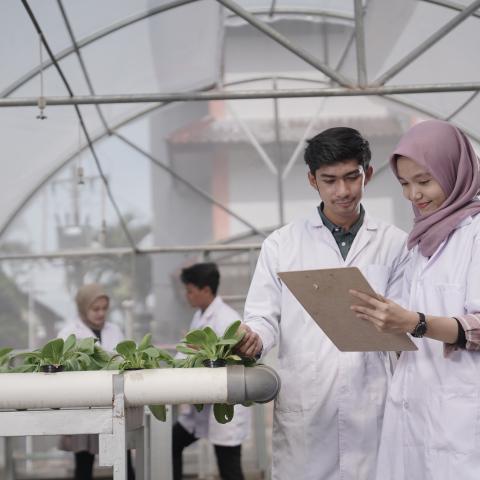 PENGARUH PENGGUNAAN LIMBAH SOLID KELAPA SAWIT SEBAGAI MEDIA PERTUMBUHAN JAMUR MERANG